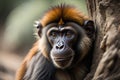 Portrait of a red-shanked macaque, Macaca fascicularis. generative ai