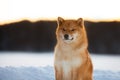 Portrait of red shiba inu dog outside at sunset in winter. Beautiful and young shiba inu puppy in the snow field Royalty Free Stock Photo