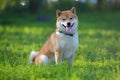 red Shiba inu dog in summer