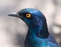 Wildlife photo of a Red-shouldered Glossy-Starling Lamprotornis nitens Royalty Free Stock Photo