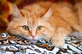 Portrait of a red Siberian cat