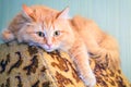 Portrait of a red Siberian cat Royalty Free Stock Photo