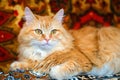 Portrait of a red Siberian cat