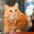 Portrait of a red Siberian cat