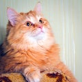 Portrait of a red Siberian cat