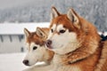 Portrait of red siberian husky dogs