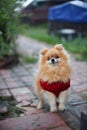 Portrait of a red small fluffy pomeranian Spitz. Close. Decorative breed. Pet care. Blurred natural background