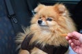 Portrait of a red small fluffy pomeranian Spitz. Close. Decorative breed. Pet care. Blurred natural background