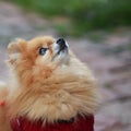 Portrait of a red small fluffy pomeranian Spitz. Close. Decorative breed. Pet care. Blurred natural background