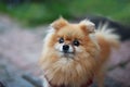 Portrait of a red small fluffy pomeranian Spitz. Close. Decorative breed. Pet care. Blurred natural background