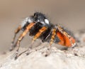 Portrait of red spider jumper