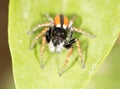 Portrait of red spider jumper