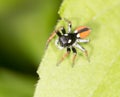 Portrait of red spider jumper