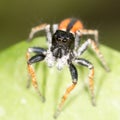 Portrait of red spider jumper