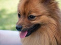 Portrait of a red spitz dog. Royalty Free Stock Photo