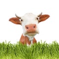 Portrait of red spotted cow and green grass border isolated on white background. Farm animals or agriculture banner with Royalty Free Stock Photo