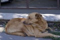 Portrait of a red stray dog lying by the fence Royalty Free Stock Photo