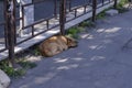 Portrait of a red stray dog lying by the fence Royalty Free Stock Photo