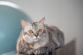 Portrait of  red striped cat Royalty Free Stock Photo