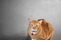 Portrait of  red striped cat Royalty Free Stock Photo