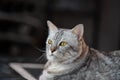 Portrait of  red striped cat Royalty Free Stock Photo