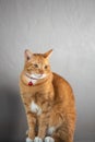 Portrait of  red striped cat Royalty Free Stock Photo