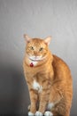 Portrait of  red striped cat Royalty Free Stock Photo