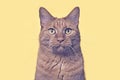 Portrait of red tabby cat looking serious at camera on yellow background.