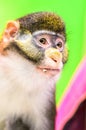 Portrait of Red tail monkey, or Schmidt`s guenon Cercopithecus ascanius ape Isolated on green Background