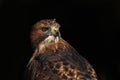 Portrait of red-tailed hawk, Buteo jamaicensis, isolated on black background. Majestic bird of prey at sunset. Royalty Free Stock Photo