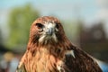 A portrait of a Red-Tailed Hawk