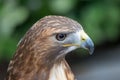 Portrait of Red Tailed Hawk face in profile Royalty Free Stock Photo
