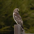 Portrait of a Red Tailed Hawk on a Fence Post Royalty Free Stock Photo