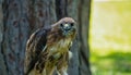 Portrait of a Red-Tailed Hawk Raptor Bird Royalty Free Stock Photo