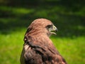 Portrait of a Red-Tailed Hawk Raptor Bird Royalty Free Stock Photo