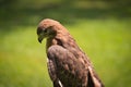 Portrait of a Red-Tailed Hawk Raptor Bird Royalty Free Stock Photo