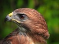 Portrait of a Red-Tailed Hawk Raptor Bird Royalty Free Stock Photo