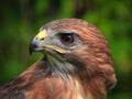 Portrait of a Red-Tailed Hawk Raptor Bird Royalty Free Stock Photo