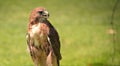 Portrait of a Red-Tailed Hawk Raptor Bird Royalty Free Stock Photo