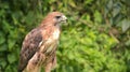 Portrait of a Red-Tailed Hawk Raptor Bird Royalty Free Stock Photo