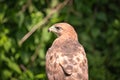 Portrait of a Red-Tailed Hawk Raptor Bird Royalty Free Stock Photo
