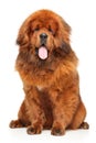 Portrait of red Tibetan Mastiff