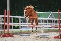 Portrait of red trakehner stallion horse jumping Royalty Free Stock Photo