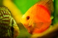 Portrait of a red tropical Symphysodon discus fish in a fishtank. Royalty Free Stock Photo