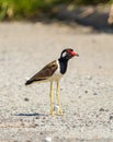 The portrait of Red-wattled Lapwing bird
