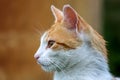 Portrait of red and white cat Royalty Free Stock Photo