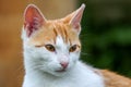 Portrait of red and white cat Royalty Free Stock Photo