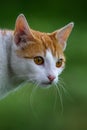 Portrait of red and white cat Royalty Free Stock Photo