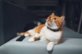 Portrait of red white cat lying on sofa home. Royalty Free Stock Photo
