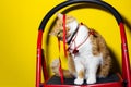 Portrait of red white cat, playing with Christmas bow, standing on metal stairs, isolated on yellow background. Royalty Free Stock Photo